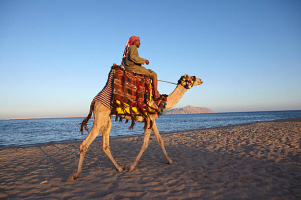 Speciale Sharm El Sheikh, 08 giorni e 07 notti, Volo + Trattamento All Inclusive, da € 660,00 a persona - immagine 4