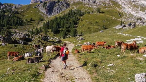 A tutto trekking nelle Dolomiti di Brenta - immagine 2