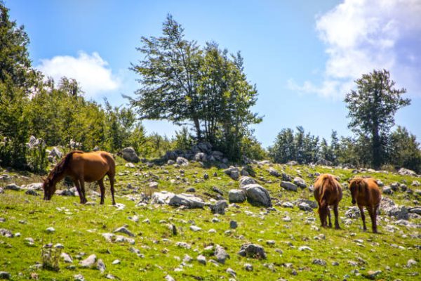 Il Parco Nazionale del Pollino 03 giorni e 02 notti, una full-immersion nella natura più incontaminata, a soli € 170,00 a persona - immagine 13