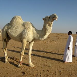 Tour tra le Civiltà d'Arabia, 06 giorni e 05 notti,