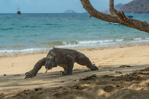 Indonesia, l'esperienza della scoperta dei Draghi di komodo, 03 giorni e 02 notti, a € 700,00 a persona - immagine 2