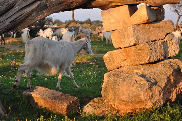 In Puglia con i sapori di masseria - immagine 4