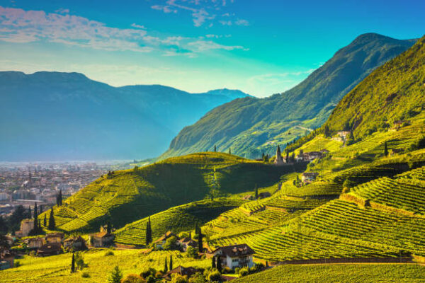 A Trento con la visita all'Azienda Agricola Foradori e la degustazione di 03 vini: la biodinamica nei vigneti delle Dolomiti IGT Teroldego Rotaliano. - immagine 2