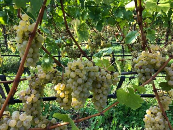 A Trento con la visita all'Azienda Agricola Foradori e la degustazione di 03 vini: la biodinamica nei vigneti delle Dolomiti IGT Teroldego Rotaliano. - immagine 3