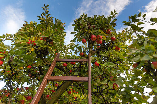 Pomaria e i suoi frutti più belli, 03 giorni e 02 notti, a € 350,00 a persona - immagine 2