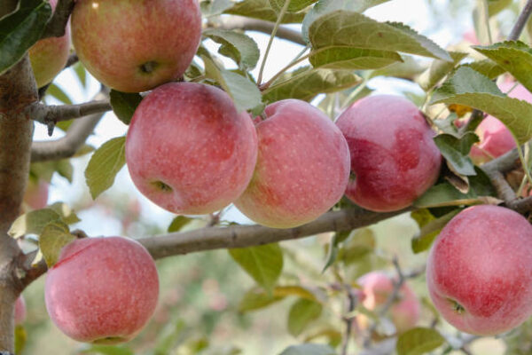 Pomaria e i suoi frutti più belli, 03 giorni e 02 notti, a € 350,00 a persona - immagine 3