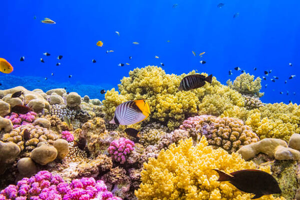 Marsa Alam, pacchetto Volo + Trattamento All Inclusive, da € 1200,00 a persona - immagine 6