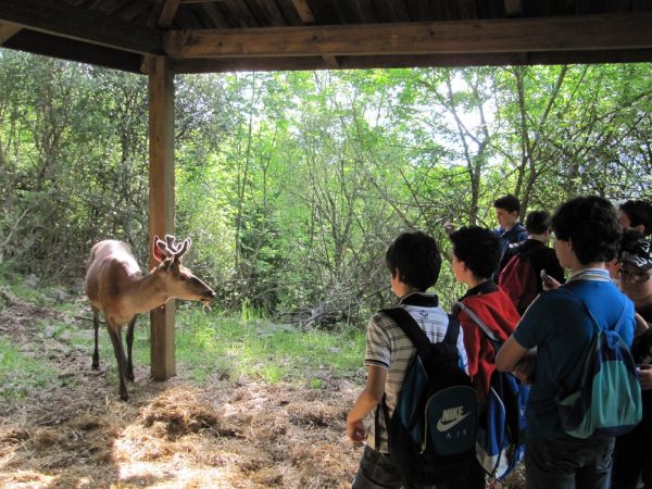 Gita a Viggianello, con l'attività dell'Acqua-Trekking e la scoperta del bel borgo nel cuore del Pollino - immagine 3