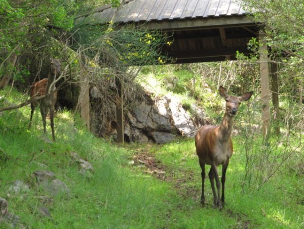 Gita a Viggianello, con l'attività dell'Acqua-Trekking e la scoperta del bel borgo nel cuore del Pollino - immagine 4